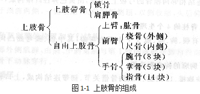 2021年成人高考专升本医学综合第一章骨学知识点