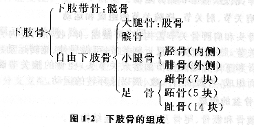 2021年成人高考专升本医学综合第一章骨学知识点